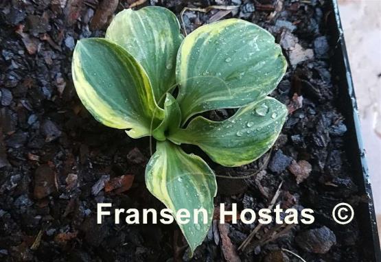 Hosta Blue Mouse Ears Supreme